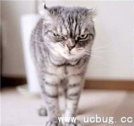 抖音社会猫图片大全 非常火的社会猫高清图片分享